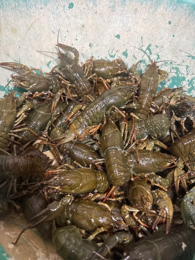 A large pile of live crawfish are shown in a pale blue-green container. The crawfish are mostly a dark green-brown color, with some appearing lighter brown. Their antennae are visible, as are their claws. The container's surface is rough and textured, with splatters of a darker teal color. The lighting is even, with no harsh shadows, suggesting an indoor or overcast outdoor setting. The image is a close-up, filling the frame with the crawfish and the container. The scene does not depict any people or discernible location within Kommuna, Russia.