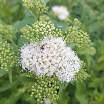 The image depicts a close-up view of a white flower cluster, possibly a Spirea variety, with numerous small white blossoms and green buds. A small, dark-colored insect with orange markings is visible on the flower cluster. The background consists of blurred green foliage. There is no discernible connection to the city of Mechelen, Belgium, as the image provides no geographical context. The scene is natural and appears to be a macro shot of a plant in bloom.