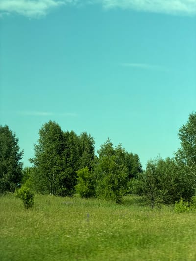 An outdoor shot captures a verdant landscape under a bright, clear cyan sky with wispy white clouds. The foreground is dominated by a lush, blurred field of green grass, suggesting motion. Behind the meadow, a dense line of various trees, primarily deciduous with some coniferous species interspersed, forms a natural boundary. The trees are a vibrant green, indicative of a summer season. The scene appears to be a rural or natural setting, possibly a park or undeveloped area. The image does not contain any people, specific man-made structures, or discernable landmarks that would allow for precise localization within Cherepanovo, Russia.