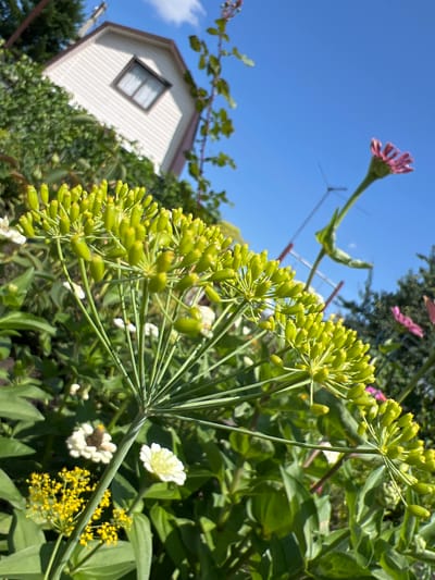 An extreme low-angle, close-up shot captures a cluster of green, budding flowers in the foreground, with a bright blue sky and a white-sided house with a brown-trimmed window visible in the background. The house appears to be situated on a slight incline, surrounded by lush green foliage and trees. The flowers, with their delicate green stems and numerous small buds, dominate the frame, creating a sense of an overgrown garden. In the middle ground, other flowers, including small white blossoms and a vibrant pink zinnia, are also visible, adding to the garden's colorful composition. A faint lattice-like structure, possibly a trellis or part of a fence, is visible in the distance against the sky, along with what appears to be a utility pole or antenna. The overall scene suggests a warm, sunny day in a residential area, likely a garden in Nizhnee Sancheleevo, Russia.