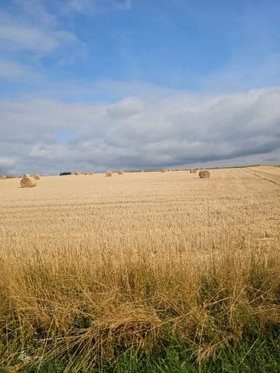 The image depicts a post-harvest wheat field in Ergeshausen, Germany. Numerous cylindrical hay bales are scattered across the golden stubble, indicating agricultural activity. The sky is a mix of blue and grey clouds, suggesting variable weather. The foreground features uncut grass and weeds, transitioning into the harvested field. The scene appears to be devoid of human presence, focusing solely on the natural landscape and the remnants of the crop.
