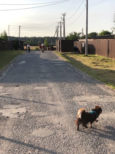 The image captures a rural scene with a gravel road and a few individuals on bicycles in the distance. A small brown dog with a blue harness is visible in the foreground, walking away from the camera. The setting appears to be a suburban or village area, with fences and some vegetation lining the road. Overhead power lines are a prominent feature of the sky. The lighting suggests it is either early morning or late afternoon, with long shadows cast across the ground. The location is identified as Dorokhovo, Russia.
