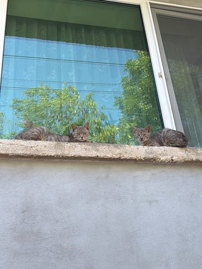 Two tabby cats are resting on a concrete ledge in front of a window. The window has green curtains and reflects trees outside. The ledge is rough and textured, and the wall below is a lighter shade of gray with a stucco finish. The scene appears to be outdoors in a residential area. The image was taken in Krumovgrad, Bulgaria.