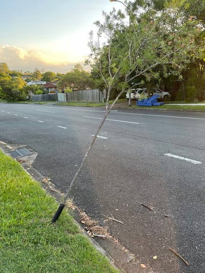 A tree trunk lies broken on the side of a paved road in Riverhills, Australia. The trunk is broken near the base and the top of the tree is bent over.  A black plastic tube is wrapped around the base of the trunk. The road is bordered by a grassy verge, and the trunk lies on the verge. There are white lines painted on the asphalt road.  The image was taken during the day, and there are clouds in the sky. There are houses and trees visible in the background.  There is a blue couch lying on the ground on the other side of the road.  There are two cars parked in the driveway.  There is a person walking on the sidewalk in the distance.