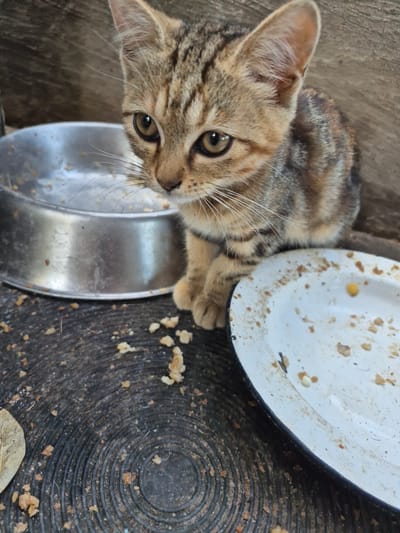 A tabby kitten sits next to two dirty food bowls on a textured, dark surface. The kitten is looking to the left, with its body slightly hunched. One bowl, made of silver metal, is mostly empty with some residue. The other bowl is white with a dark rim and is also dirty with leftover food particles. Crumbs are scattered on the surface around the bowls. A dry leaf is visible on the left side of the frame. The background is a rough, light-brown wooden surface. This scene appears to be outdoors, possibly in an alley or yard in Yelizavetinskaya, Russia.
