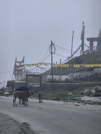 In Marhi, India, a desolate road cuts through a foggy landscape. The road is made of asphalt and shows signs of wear. Three cows are walking on the road, one brown and two black, one of which is partially obscured by the brown cow. In the background, a steep, grassy hill rises, adorned with prayer flags strung across its slope. Atop the hill, a structure with a yellow roof and two flags on poles is visible. A set of stone stairs leads up the hill. The scene is shrouded in a thick, ethereal mist, obscuring the sky and the distant surroundings.