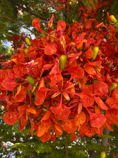 A close-up, low-angle shot captures a dense cluster of vibrant orange and red flowers, identified as flamboyant flowers (Delonix regia), in Yeroskipou, Cyprus. The flowers are in full bloom, with delicate petals and prominent stamens. Several unopened green flower buds are interspersed among the blooms. The background consists of soft-focus green foliage and tree branches, suggesting an outdoor setting in a park or garden. The lighting indicates it is daytime. No people or animals are visible in the frame.
