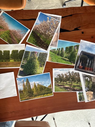 Approximately twelve printed color photographs, depicting various horticultural scenes, are scattered and overlapping on a polished wooden table. The table features a prominent natural wood grain with irregular dark resin-filled cracks. The photographs primarily showcase outdoor plant cultivation in Зеленогорское сельское поселение, Ukraine. Specific scenes include rows of flowering trees in full bloom under clear blue skies, meticulously pruned evergreen and deciduous trees arranged in formal patterns, young tree plantations, and multiple potted trees loaded into the rear cargo area of a vehicle. Partial views of a brown leather-like office chair are visible in the upper-left and lower-center, with a black metal chair base and a light-colored floor discernible in the background. No individuals are present in the image.