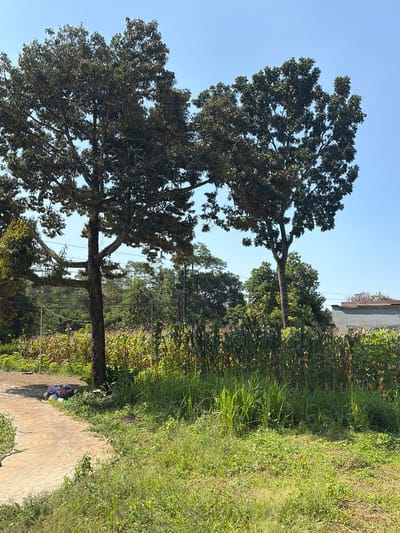 The image depicts a rural or semi-rural scene in Meteseh, Indonesia, characterized by lush vegetation and a clear blue sky. Two large trees with dense foliage dominate the foreground, with a cornfield situated behind them. A pathway made of concrete or compacted earth runs through the left side of the image, adjacent to a pile of colorful plastic bags and other discarded items. In the background, a simple building with a grey roof is visible, along with additional trees and vegetation, suggesting a settled but undeveloped area. The overall impression is one of a warm, sunny day in a tropical or subtropical environment, possibly a residential area bordering agricultural land.