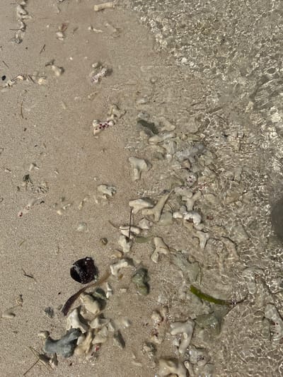 The image shows a close-up view of a sandy beach shoreline in Le Gosier, France. Clear water washes over the sand, revealing fragments of white coral and other marine debris scattered along the waterline. A dark, rounded object, possibly a leaf or a piece of seaweed, rests on the sand near the bottom right corner of the frame. Small pieces of red algae are visible on some of the coral fragments. The sand appears to be light-colored and relatively fine. The scene depicts a natural coastal environment. No people or human actions are visible.