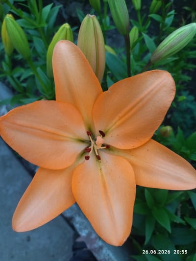 This media file is a close-up, top-down photograph of an orange lily in bloom, set against a backdrop of its green foliage and several unbloomed buds. The flower is the primary subject, with its vibrant orange petals gracefully unfurling to reveal the stamen and pistil at its center. The stamen are tipped with dark red anthers.
The setting appears to be a garden or outdoor space, evidenced by the surrounding leaves and the natural lighting. In the background, several green lily buds are visible, suggesting that more flowers are yet to open. Some of these buds are partially silhouetted against the darker green of the foliage. The overall scene is one of natural beauty and growth.
The time of day appears to be evening, as indicated by the timestamp visible in the lower right corner of the image. The lighting suggests a soft, diffused light, consistent with dusk. There are no people or animals present in the image.
Notable details include the textured surface of the lily petals, with subtle veins and a soft sheen. The color palette is dominated by the warm orange of the lily and the cool greens of the leaves. A faint hint of a paved surface or pathway is visible in the lower left of the image, which could be a garden path or border.
The visible text in the image is a timestamp: "26.06.2026 20:55". This indicates the date and time the photograph was taken, placing it in Zavodske, Ukraine, based on the provided location context.