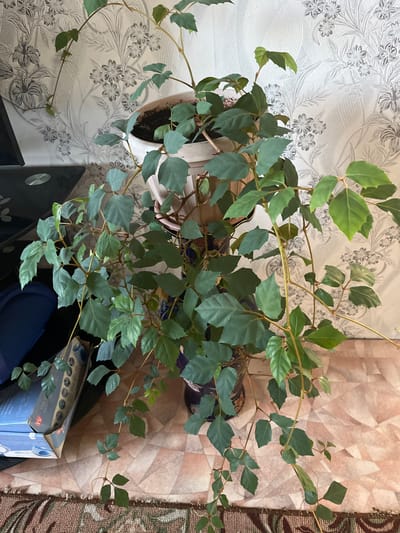 An indoor potted plant with lush green leaves and trailing vines sits on a textured, light-colored surface. The plant is in a light-colored pot, which is placed inside a larger, decorative darker pot with a patterned design. Behind the plant, a wall is covered with light-colored wallpaper featuring a floral pattern in shades of gray. To the left of the plant, a dark, reflective surface, possibly a desk or table, is partially visible. In the foreground, a portion of a patterned rug is visible. The overall scene suggests an indoor setting, likely a home or office, within Тимирязев ауылдық округі, Kazakhstan. There are no people visible in the image.
