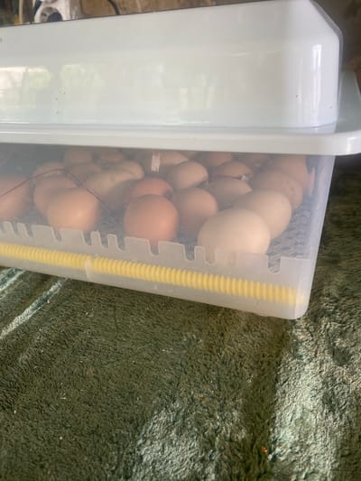 The image shows an egg incubator filled with several brown eggs. The incubator is a clear plastic container with a white lid. A yellow ribbed tube runs along the bottom of the incubator. The incubator is placed on a dark green, textured surface, possibly a rug or carpet, which has some white specks scattered on it. The lighting suggests an indoor setting. There are no people visible in the image. The city of Oktiabrskaya, Russia is not depicted in this image.