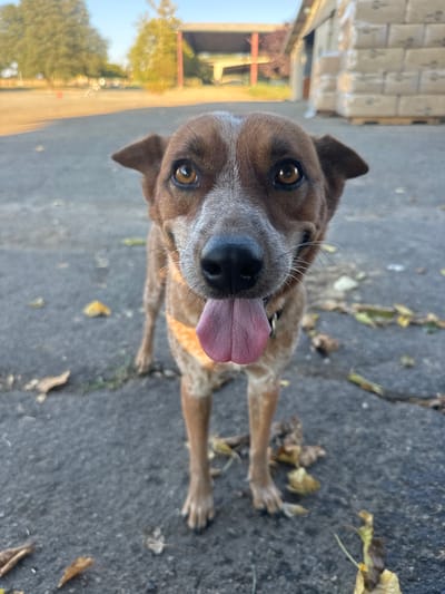 A medium-sized, short-haired dog is standing centered on dark asphalt or concrete pavement. The dog exhibits reddish-brown and white mottled fur, dark brown eyes, and upright ears, consistent with a cattle dog type. It wears an orange harness and a black collar with a metallic tag. Its mouth is open, with a pink tongue fully extended. Scattered dry yellow and green leaves are visible on the ground, which also shows minor cracks. To the right in the mid-ground, a stack of rectangular, plastic-wrapped packages on wooden pallets stands beside a light-colored building. Further in the background, an open-sided structure with a dark roof and visible reddish-brown support beams is present, partially obscured by blurred green and brown deciduous trees. The lighting suggests an outdoor setting, possibly early morning or late afternoon. The scene appears to be an outdoor, semi-industrial or rural area within the city of Rancho Murieta, United States.