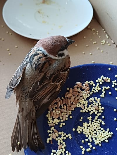 A sparrow with brown and white plumage is perched on the edge of a blue plate filled with birdseed. The plate is on a cardboard surface scattered with more seeds. To the left of the blue plate, a white plate is visible, also with some scattered seeds. The background is out of focus, but appears to be an indoor environment with light-colored walls or surfaces. The image was taken in Koledino, Russia.