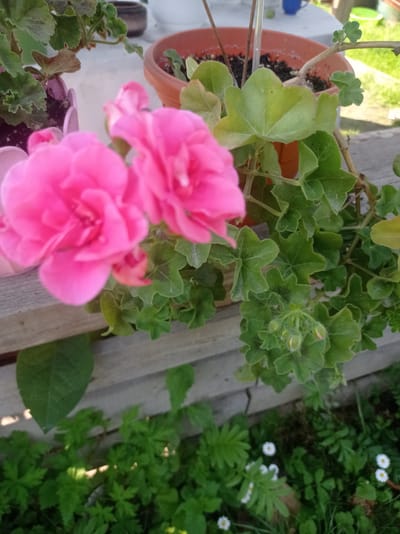 This is a medium-shot, eye-level, vertical photograph of pink geranium flowers and foliage in an outdoor setting. The focus is on the pink flowers in the foreground, which are slightly blurred due to their proximity to the camera. Behind the flowers, the green leaves and developing flower buds of the geranium plant are more clearly visible. The plant is in a terra cotta pot. To the left of the geranium, another plant in a pink decorative pot is partially visible. The plants are resting on a wooden surface, possibly a deck or railing, with a blurred background showing more greenery and a hint of white structures and a blue object. The overall scene suggests a garden or patio area.
The lighting suggests it is daytime, possibly bright and sunny, judging by the shadows. No people are visible in the image. There is no discernible text. The setting appears to be a domestic outdoor space, consistent with a garden or balcony in a rural or suburban area. The presence of small white daisies in the lower part of the image adds to the garden atmosphere.