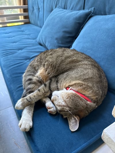 A tabby cat is depicted curled up and sleeping peacefully on a blue sofa. The cat's fur is a mix of brown, grey, and black stripes, characteristic of a tabby pattern. It wears a bright red collar around its neck, visible near its back. The cat is tightly curled into a ball, with its head tucked under its paws, obscuring its face, and its tail wrapped around its body. Its front paws, which are white with pink paw pads, are visible near its head. One ear is partially visible, showing light fur on the inside.

The sofa is upholstered in a soft, possibly velvet-like, blue fabric. It features several cushions, some appearing tufted, adding to its plush appearance. In the background to the bottom left, a window or balcony railing with vertical bars is visible, through which bright green foliage and sunlight suggest an outdoor view. To the bottom right, a light grey tiled floor is partially visible. An off-white or light-colored object, possibly a piece of furniture, is partially visible at the top right edge of the frame, resting on the couch. The scene conveys a sense of calm and comfort, likely during daytime given the bright lighting. There is no visible text in the image. The setting is a home environment in Ozernoe, Russia.