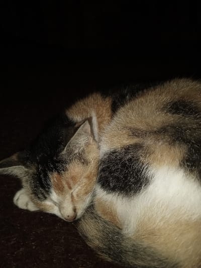 One domestic cat, exhibiting a calico coat pattern of black, orange, and white patches, is observed sleeping in a curled position. The animal's head is resting on a front paw, with its eyes closed. Its tail is partially visible, curled around its body. The cat lies on a dark brown, textured surface, likely fabric. The ambient lighting is low, with the upper background being uniformly dark. The scene is located in the city of Kpein, Liberia.