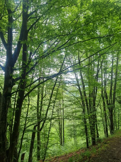 The image depicts a forest scene in Divchovoto, Bulgaria. The view is directed upwards, focusing on the tree canopy. The trees are densely packed, their branches interweaving to create a thick ceiling of green foliage. Light filters through the leaves, creating a dappled effect. A narrow path borders the edge of the forest. The overall impression is one of a lush, verdant environment.