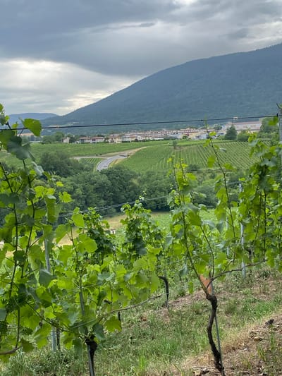 The image depicts a vineyard with grapevines in the foreground. In the midground, there is a road winding through rolling green hills covered in vineyards. A village with a cluster of houses is visible on a hillside in the background. Beyond the village, a large, tree-covered mountain rises under a cloudy sky. The scene is located in Boudry, Switzerland.
