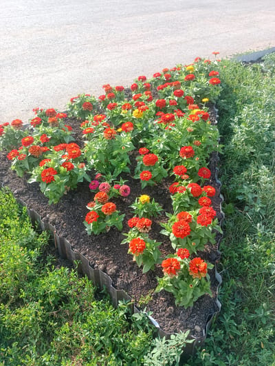 The image shows a triangular flower bed planted with numerous red and yellow zinnias. The flower bed is bordered by corrugated metal edging and is situated next to a paved surface, likely a road or sidewalk. Lush green grass and other vegetation surround the flower bed. The scene appears to be an outdoor urban environment, possibly a park or a public garden in Atbasar, Kazakhstan. There are no people or animals visible in the image. The lighting suggests it is daytime, with sunlight illuminating the flowers and surrounding greenery.