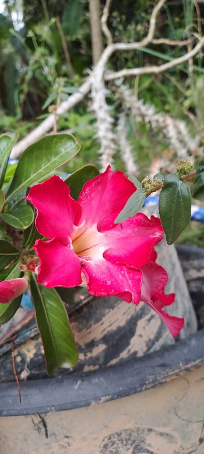 A close-up shot captures a vibrant pink Adenium flower, commonly known as a desert rose, blooming in Meunasahmeucap, Indonesia. The flower, with its delicate, ruffled petals, is adorned with water droplets, suggesting recent rain or mist. A tiny ant can be seen crawling on one of the petals. The flower is set against a blurred background of lush green foliage and the thorny branches of another plant. In the foreground, the rim of a weathered, dark-colored pot is visible, with a mottled texture of grey and beige. The overall impression is one of natural beauty and resilience in a tropical environment.