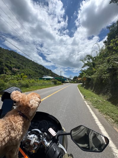 This image depicts a scenic view of a road in La Da, Vietnam, from the perspective of someone riding a motorcycle. A fluffy, light brown dog is seated in front of the rider, looking ahead. The road curves to the left, with lush green hills and vegetation on either side. The sky is a vibrant blue with scattered white clouds. In the distance, some buildings and power lines are visible. The overall impression is one of a peaceful journey through a beautiful, natural landscape.