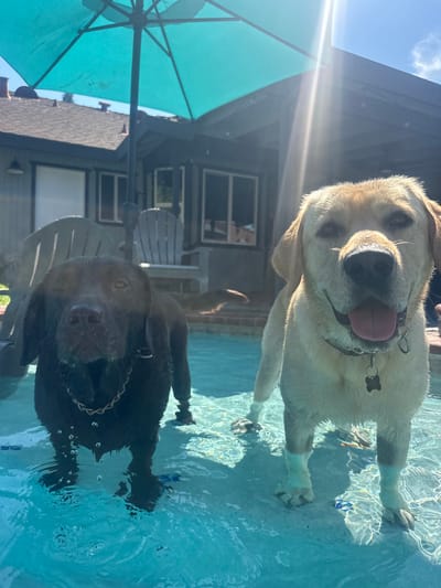 The image displays two Labrador Retrievers standing in a residential swimming pool in Rocklin, United States. A chocolate Labrador, wearing a silver-colored chain collar, is positioned on the left, partially submerged in clear blue water, with its face wet and small bubbles visible around its chest. A yellow Labrador, wearing a black collar with a silver identification tag, stands on the right, also partially submerged, with its mouth open, tongue visible, and a seemingly content expression. Both dogs are looking forward towards the camera.
In the background, a teal patio umbrella is open, providing shade. Behind the umbrella, a single-story house with dark siding and multiple windows is visible. Two light-colored Adirondack chairs are situated on a patio surface between the pool and the house structure. The sky is bright, with strong sunlight creating a lens flare originating from the upper right portion of the frame. The pool floor is visible beneath the dogs, showing various small, colorful objects. The scene represents a bright, sunny, outdoor backyard environment.