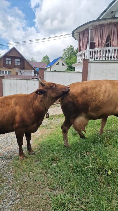 Two brown cows stand on a gravel and grass embankment with houses and a balcony in the background under a cloudy sky. One cow is facing left and nudging the rear of the other cow, which is facing away from the camera and appears to be lactating. The cow on the left has a red tag in its ear and a small bell with a padlock attached to its neck. The houses in the background are of various styles, with one featuring a prominent balcony with draped curtains. Power lines are visible overhead. The environment suggests a rural or semi-rural setting within the city of Verkhovskoye, Russia.