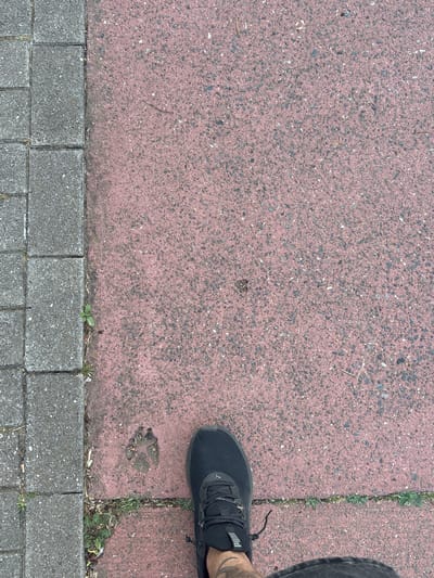 A low-angle, full shot shows a person's black sneaker and partially visible denim shorts against a textured pink asphalt path. To the left of the path, a border of grey interlocking pavers is visible. In the middle of the pink asphalt, a distinct paw print is imprinted. A few blades of grass are growing in the cracks between the pavers and along the edge of the asphalt. The scene is likely outdoors in Strombeek-Bever, Belgium.