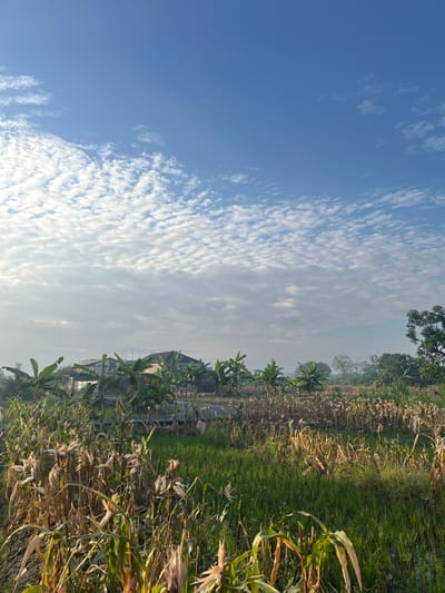 The image captures a rural landscape in Bandungrejo, Indonesia, under a bright blue sky dotted with wispy white clouds. In the foreground, a field of dried cornstalks is interspersed with patches of vibrant green rice paddies. Banana trees are visible in the middle ground, with a few houses and buildings situated behind them. The scene appears to be an agricultural area, likely on a farm, with the presence of both mature and harvested crops. The lighting suggests it is daytime, possibly early morning or late afternoon given the quality of light on the foliage and the clear sky. There is no visible human activity in the immediate foreground.