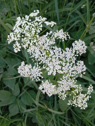 The image shows a cluster of small white flowers with a green, grassy background. The flowers are arranged in a compound umbel, with many tiny individual flowers making up each larger cluster. The petals are small and delicate, and some of the flowers have visible stamens. The green background consists of tall blades of grass and some broader leaves, suggesting a natural, outdoor setting. The lighting appears to be natural daylight, with soft shadows. There are no people or animals visible in the image. The scene appears to be located in a natural area, possibly a meadow or a roadside, given the dense growth of grass and wildflowers. Based on the provided location information, this scene is in Shil'tsevo, Russia.