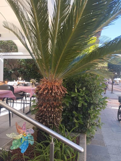 This image captures an inviting outdoor dining area, likely part of a cafe or restaurant, in Bellinzona, Switzerland, under bright daylight. A prominent Sago palm (Cycas revoluta) dominates the foreground, its stout trunk covered in rough, brown old leaf bases. Lush green fronds of the palm extend across the upper part of the frame, partially obscuring the sky.
To the left of the palm, a patio area is set with several dining tables, each draped with a red and white checkered tablecloth and surrounded by dark chairs. Some tables are already set with glassware and small vases containing delicate floral arrangements, indicating readiness for patrons. This area is covered by a clean white tensile canopy or awning, providing shade.
In the lower left foreground, a sleek silver handrail runs diagonally, marking the edge of a planter filled with small reddish-brown pebbles and green plants. A colorful, floral-patterned pinwheel, featuring shades of orange, green, blue, and purple, is nestled among the plants, adding a whimsical touch.
Behind the palm and alongside the dining space, a dense green hedge or bush provides a natural boundary. Beyond this foliage, a paved pedestrian walkway is visible, extending into the background. Several blurred figures can be seen walking in the distance on the sidewalk, suggesting ongoing pedestrian activity. The bright, clear sunlight and visible blue sky indicate a sunny day, creating an atmosphere of leisure and outdoor enjoyment. No discernible text is visible in the image.