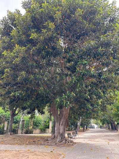 This is a full-frame, eye-level shot of a park in Benirredrà, Spain, featuring a large, mature ficus tree with a thick, gnarled trunk and extensive canopy of dark green leaves. The tree is in the foreground, slightly to the left of center, with its exposed roots spreading across the ground. To the right of the tree, a paved pathway lined with trees stretches into the distance. Two park benches are situated beneath the ficus tree, on the left side of the pathway. Fallen yellow leaves are scattered on the ground and pathway around the tree and benches. A low stone wall with a metal fence runs along the back of the park area, behind the ficus tree. The sky is overcast, suggesting a cloudy day. No people are visible in the image.
