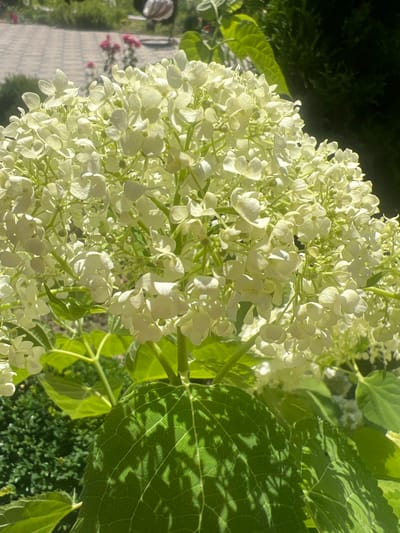 The image shows a close-up view of a large, white hydrangea flower cluster. The flower is in full bloom, with many small, delicate petals. The background is blurred, but hints of green leaves and foliage are visible. The lighting suggests it is daytime, with sunlight illuminating the flower and casting shadows on the nearby leaves, indicating a bright and sunny day. The image is taken outdoors, in what appears to be a garden or natural setting. The focus is entirely on the hydrangea, emphasizing its texture and delicate structure. No people or specific objects are the primary subject, the scene is a natural botanical setting. The location context provided indicates the image was taken in Bolshoy Molokish, Moldova, which suggests a rural or suburban outdoor environment. There is no text visible in the image.