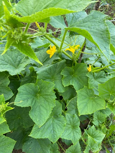 A close-up, eye-level, vertical, outdoor shot shows a healthy cucumber plant in the city of Meshcherskoye, Russia. The plant's large, lobed, green leaves fill most of the frame, with a few bright yellow cucumber flowers visible among them. Some leaves have a slightly wet appearance, suggesting recent rain or dew. The plant appears to be supported by thin white string, indicating it is being grown in a garden or allotment. The background is slightly blurred, showing dark soil and some other green vegetation, further suggesting a garden setting. No people or animals are present in the image.