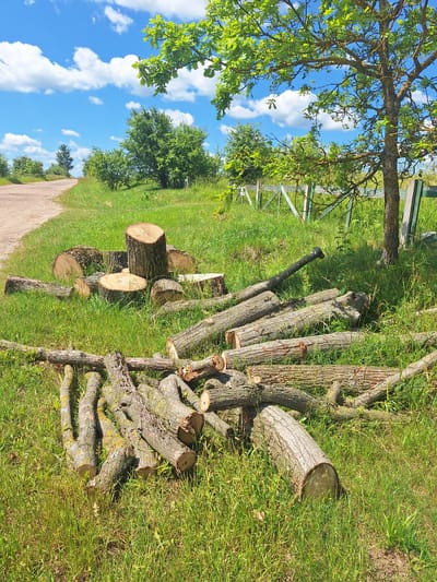 In the rural landscape of Блеўчыцкі сельскі Савет, Belarus, a collection of recently cut tree logs lies scattered on a grassy verge next to a dirt road. The logs, varying in size and thickness, are arranged in loose piles and individually across the frame. Some logs are cut into shorter sections, while others are longer, indicating they were likely felled for firewood or construction. The scene is bathed in bright sunlight under a clear blue sky dotted with fluffy white clouds. Lush green grass covers the ground, interspersed with patches of wildflowers. In the background, a weathered wooden fence, possibly a boundary marker, runs along the edge of the property. A mature oak tree with vibrant green leaves provides shade in the upper right portion of the image. The overall impression is one of a rural setting where natural resources are being managed.