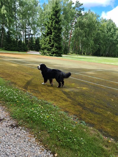 A Bernese Mountain Dog stands on a moss-covered tennis court, its black, white, and brown coat contrasting with the green and yellow court. The dog is facing to the right, looking away from the camera. White lines mark the boundaries of the tennis court. In the background, a line of tall, green trees forms a dense forest. The sky above is blue with scattered white clouds. The foreground features a gravel path bordering a grassy area dotted with small white flowers. The image appears to be taken outdoors on a sunny day. The location is not specified in the image, and there is no information to indicate it is in the city of Neva, Russia.