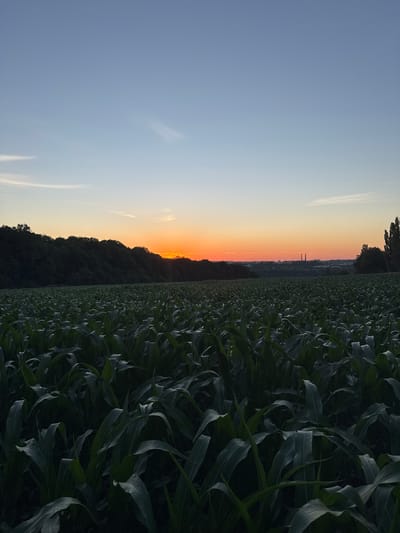 The image captures a wide-angle view of a cornfield at dusk in Petrykiv, Ukraine. The foreground is dominated by the dense foliage of the corn stalks, which are dark green and create a textured pattern. The leaves are broad and appear to be in the early stages of growth.

In the midground, a line of trees forms a dark, undulating silhouette against the horizon, separating the cornfield from the sky. Beyond the trees, the sky transitions from a pale blue at the top to a vibrant orange and yellow near the horizon, indicating the setting sun. A few wispy clouds are visible in the upper sky.

In the distance, a faint industrial silhouette can be observed against the twilight sky, featuring what appear to be two tall smokestacks. The overall scene evokes a sense of rural tranquility at the end of the day. There are no people or animals visible in the image. The lighting suggests natural twilight conditions.