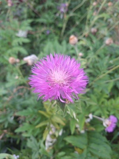 The image shows a close-up of a bright pink cornflower in a field. The flower is in full bloom, with delicate petals radiating from a fluffy, lighter pink center. The background is a blur of green foliage and other, out-of-focus flowers, suggesting a natural, outdoor setting. The lighting appears to be natural daylight, and the overall impression is one of a peaceful, pastoral scene. The image does not contain any visible text, people, or specific events. The location context is Sviatopetrivske, Ukraine.