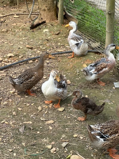 The image displays a group of six ducks in an outdoor, rural setting, likely an enclosure within Ngọc Đường Commune, Vietnam. The ground is a mixture of compacted dirt, scattered small rocks, dry leaves, and straw, with patches of green moss or algae. To the left, a green wire mesh fence is visible, supported by wooden posts. A black hose or cable runs along the ground.
The ducks exhibit varied plumage. One prominent duck has a grey head and neck, a yellowish beak, and a body mottled with brown and black feathers. Another duck nearby is predominantly white with grey and black speckles. Two smaller, darker brown ducklings or juvenile ducks are also part of the group. The ducks appear to be calmly standing or foraging, observing their surroundings.
The natural lighting suggests it is daytime. The scene captures a tranquil moment of these domestic fowl in their habitat. There is no visible text in the image.
