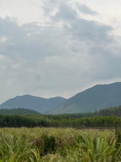 The image displays a natural landscape under an overcast sky in Ninh Tây, Vietnam. In the foreground, on the right side of the frame, there is a dense growth of tall, green, grass-like plants, possibly sugarcane or reeds, extending out of view. Behind this foliage, a thick line of dark green trees forms a distinct boundary, suggesting a forest or plantation. Further in the middle ground, several layers of mountains or large hills rise, appearing hazy and dark blue-grey due to atmospheric distance. The sky, occupying the upper and left portions of the image, is completely covered with light grey and white clouds, indicating an overcast day. No people, man-made structures, or activities are visible. The scene evokes a tranquil, rural setting with muted colors due to the cloudy weather.
