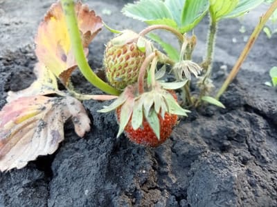 A close-up, outdoor photograph captures a strawberry plant with two strawberries growing in dark soil. The strawberry closer to the viewer is ripe and red, with green leafy sepals. Above and slightly to the left of the ripe strawberry is a smaller, unripe strawberry that is green with red seeds. The plant has several green leaves, with one leaf on the left showing signs of yellowing and browning. The soil is dark and appears somewhat dry and cracked. The background is out of focus, showing more of the soil and some faint green foliage. The image is taken from a low angle, emphasizing the detail of the strawberries and the plant. This photograph was taken in Stavchyntsi, Ukraine.