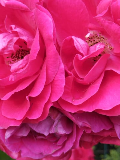 This is a close-up, vertical, full-frame photograph of several vibrant pink rose blossoms. The image focuses entirely on the intricate textures and layers of the petals, creating an abstract floral composition. The lighting appears to be natural, possibly indicating daylight, with soft shadows highlighting the curves and folds of the petals. There are tiny water droplets visible on some of the petals, suggesting recent rain or dew. The background is out of focus and appears to be a hint of green foliage and possibly a dark object, likely indicating the flowers are outdoors in a garden setting. There is no visible text in the image. The scene evokes a sense of natural beauty and the delicate details of the flowers.