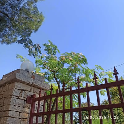 The image captures an upward-looking view of an outdoor scene with a clear blue sky. The primary subjects include a leafy tree with delicate pinkish flowers, a rough-hewn stone structure, and a dark red metal trellis. The stone structure appears to be part of an arch or wall, with large, irregularly shaped stones forming its base. The metal trellis, with its square openings and pointed decorative elements, is positioned above and to the right of the stone structure, partially obscuring the foliage of the tree.
A spherical, frosted glass light fixture is attached to the side of the stone structure, visible amidst the tree's branches. The tree itself has compound leaves, characteristic of certain species, and its branches extend across the frame, reaching towards the sky. In the background, the tops of other trees with denser foliage are visible, suggesting a natural or park-like setting.
The time of day is indicated by the bright, even lighting and the clear blue sky, suggesting midday. There are no people present in the image.
Visible text overlay on the image reads "26.06.2026 10:22" in white, vertically oriented characters along the right edge of the frame. This indicates the date and time the photograph was taken. The location context provided is Terlizzi, Italy. The overall mood is serene and natural, with a focus on architectural and botanical elements against a bright sky.