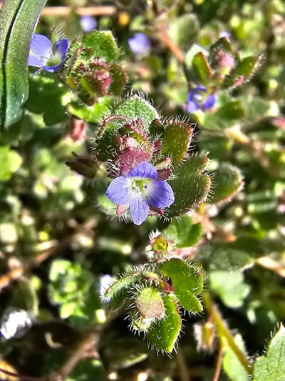 A macro photograph captures a close-up of a low-growing plant, likely *Veronica persica* (Persian speedwell), against a blurred green background. The plant features several small, five-petaled flowers, predominantly lavender-blue with white centers. One flower is in sharp focus slightly below the image center. The ovate to heart-shaped leaves and stems are covered in numerous fine, white hairs. Some developing buds and new growth exhibit reddish-purple pigmentation. The background consists of out-of-focus green foliage and indistinct light sources, suggesting natural outdoor lighting. No individuals, man-made objects, or specific actions are depicted. This botanical scene is located in Donchevo, Bulgaria.
