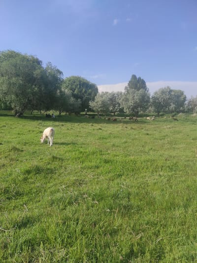 A flock of sheep grazes in a grassy field under a bright blue sky with scattered clouds. Several trees with light green foliage line the background, some appearing as willows. In the mid-ground, a few people are seated together on the grass, seemingly enjoying a picnic or a rest. A single white sheep is positioned in the foreground, facing away from the camera and bending down to eat. The overall scene depicts a tranquil rural or park-like setting, possibly located on the outskirts of Balykchy, Kyrgyzstan, where the Issyk-Kul lake is a prominent natural feature.