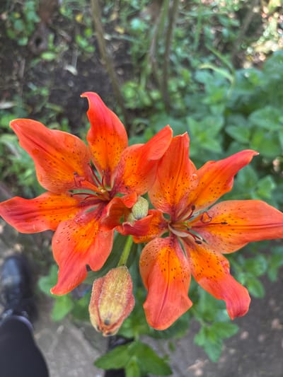 This close-up, high-angle shot captures two vibrant orange lily flowers in full bloom, set against a soft, out-of-focus green foliage background in Drugan, Bulgaria. The lilies feature six prominent petals each, adorned with numerous small, dark reddish-brown speckles that intensify towards the center. The exposed stamens and pistils are visible within the heart of each flower, with the anthers appearing dark.

The top lily is fully open and centered in the upper part of the frame, showcasing its intricate patterns. Directly below and slightly to its left, the second lily is also in full bloom, though partially obscured by the top flower and a developing lily bud to its right. This bud, plump and green with hints of yellow and red, appears to be on the verge of opening, showing a slightly fuzzy texture.

The overall scene suggests a bright daytime setting, with natural light illuminating the flowers. The background consists of lush green leaves, rendered as soft bokeh, indicating a shallow depth of field that highlights the lilies. Towards the bottom right corner of the image, a small portion of a paved or concrete surface is visible, along with the toe of a dark-colored shoe, suggesting an observer is standing close to the flowers, perhaps in a garden or yard. No discernible text is present in the image.
