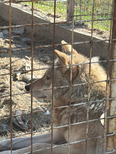 A light brown wolf is seen inside a rusty, wire-grid cage. The animal is facing downward, with its head near the ground. The ground inside the cage appears to be covered with dry grass and debris. The setting appears to be outdoors, possibly in an enclosure. The location is Таскино, Russia.