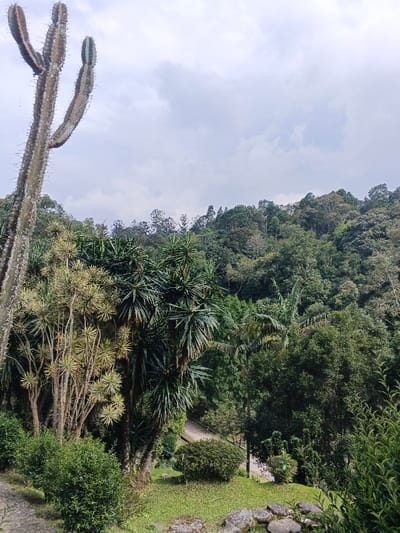 This image captures a lush, elevated landscape in Masulog, Philippines, under an overcast sky. A prominent, tall, multi-branched cactus with visible spines occupies the left foreground. Adjacent to it are several plants with slender trunks and spiky, yellowish-green foliage, intermingled with denser, dark green palm-like plants. Below these, a winding, unpaved path is visible, traversing a manicured grassy area adorned with rounded green bushes. Rocks are scattered along the immediate bottom edge of the frame. The background consists of a densely forested hillside or mountain, filled with various species of green trees extending to the horizon where it meets a solid grey, cloudy sky. No individuals, specific actions, or interactions are present in the scene.